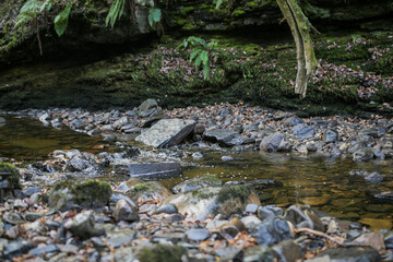 Stream in a forest with mossy rocks and tree roots