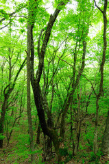 森の新緑