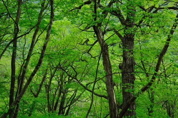 Naklejka premium 森の新緑