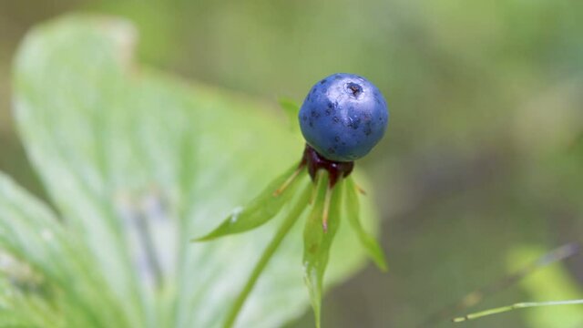 Closer look of the blue flower of the herb paris plant in Estonia