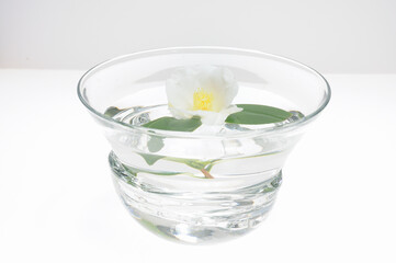 水鉢に入れた白色の椿の花