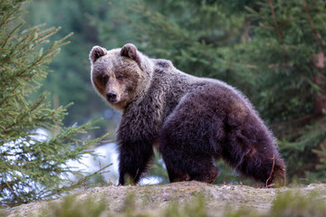 Obraz premium Beautiful female brown bear (Ursus arctos) on meadow covered snow.