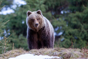 Beautiful female brown bear (Ursus arctos) on meadow covered snow.
