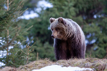 Fototapeta premium Beautiful female brown bear (Ursus arctos) on meadow covered snow.