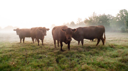 Cattle in the pasture at sunrise with copy space