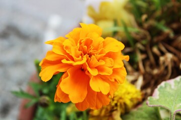 orange flower in the garden