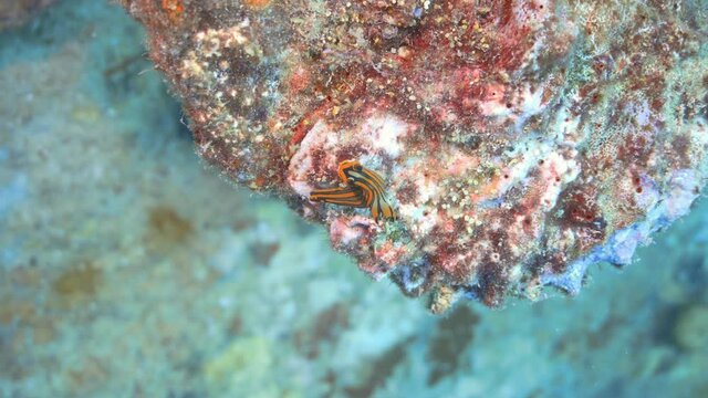 Tiny beautiful nudibranch on the reef in maldives
