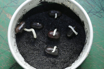 
A date seed that has begun to take root and is ready to be planted