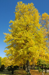 Fototapeta premium ユリノキ