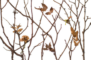 dry branches of roses on a white background