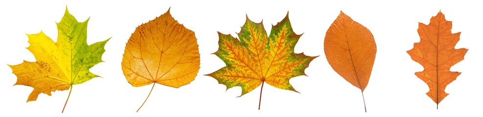 Naklejka na ściany i meble Set of autumn leaves isolated on white background. High resolution.