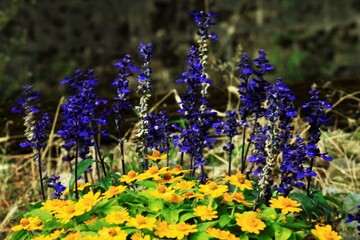 ラベンダ－セイジとダ—ルベルグデイ―ジ—の花