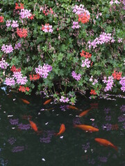 poissons et fleures - 384996277