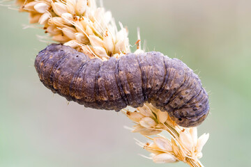 close up of a caterpillar on a weat stem