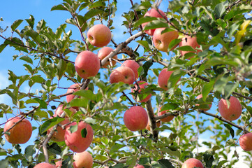 リンゴの木