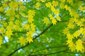 カエデ