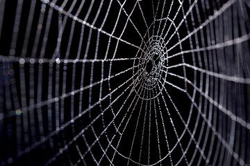 Closeup of spider web with water drops