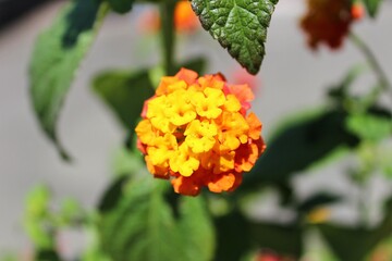 red and yellow flower