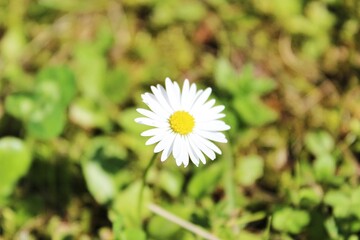 daisy flower in the garden