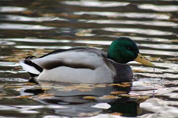 duck in the water