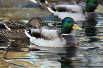 duck in the water