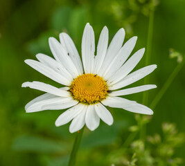 Obraz premium white daisy flower in lawn