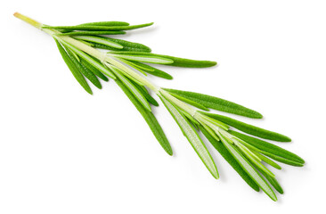 Rosemary twig and leaves isolated. Rosemary on white background. Top view rosemary twig.