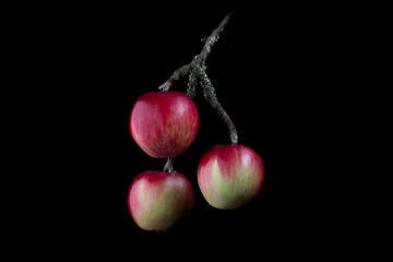 3 rote Äpfel am Ast