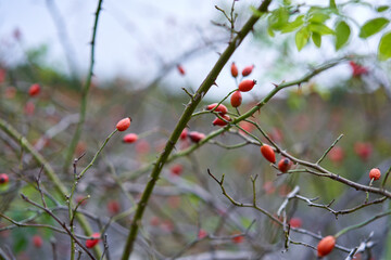 Briar bush with fruits