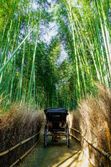 京都 嵯峨野 「竹林の小径」を進む人力車