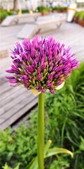 Flores,en los jardines del Palacio de Schonbrunn,Viena,Austria