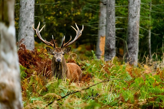 Rotwild Cervus elaphus Hirsch Bock Geweih Lichtung Rotwild Sonne Tarnung  Sauerland J&auml;ger Jagd Deutschland Freiheit Camouflage Wald Herbst scheu Fluchtinstinkt Blick Augen Wildwald Reservat