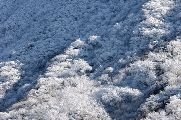 霧氷