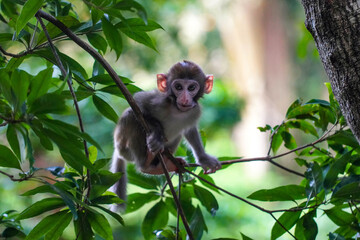 Fototapeta premium macaque sitting on a tree