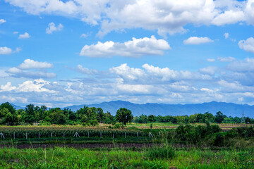 Fototapeta na wymiar rice field and sky with clouds