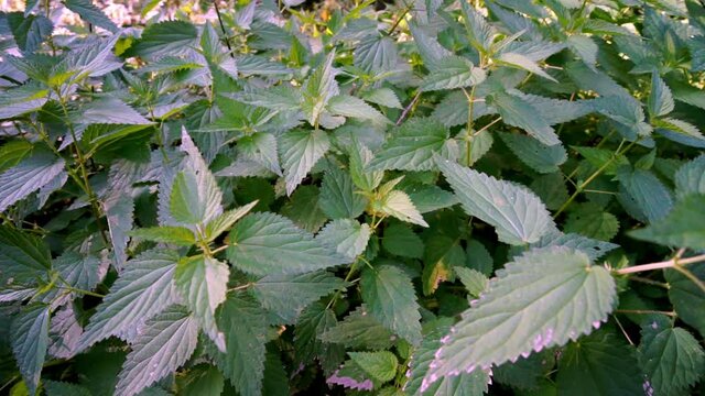 Brennnesseln im Wind mitten im Wald.