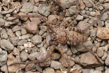 Camouflaged Ground Huntsman spider, Heteropoda venatoria, Satara, Maharashtra, India