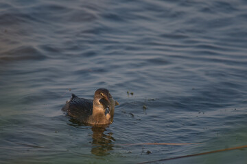 Pied-billed Grebe eating fish