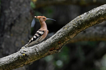 Hoopoe // Wiedehopf (Upupa epops) © bennytrapp