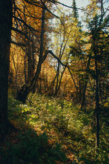 autumn in the forest