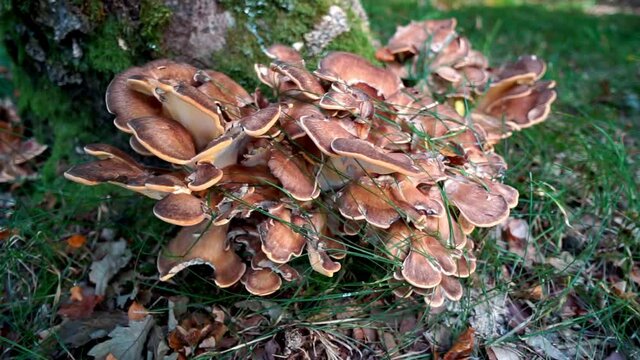 Stockschwammerl an einem Baumstumpf im Wald Niederbayern Deutschland
