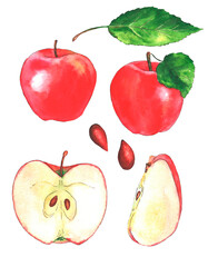 Watercolor illustrations with different fruits isolated on the white background: apples and leaves
