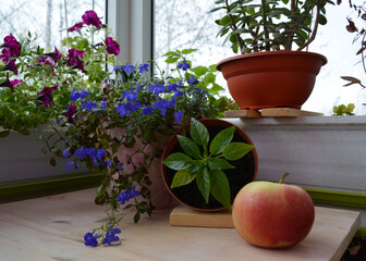 Beautiful garden on the balcony. Still life with potted plants and apple. Lobelia and petunia flowers, hot pepper, crassula grow in different pots.
