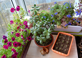 Perfect garden on the balcony with succulents and flowers. Blooming petunia and lobelia,  crassula and small cactuses grow in containers and pots. Top view.