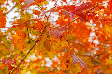 Closeup natural autumn fall view of red orange leaf on blurred background in garden or park selective focus. Inspirational nature october or september wallpaper. Change of seasons concept