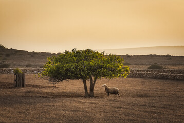 Sheep under a fig tree at sunset in Formentera, Balearic Islands, Spain.