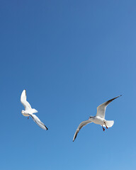 Beautiful sea gulls on a background of blue sky.