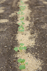 大根の芽