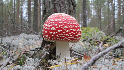 Amanita Muscaria In The Forest