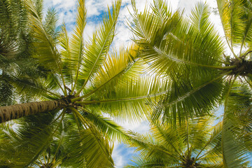 Fototapeta premium coconut tree on blue sky